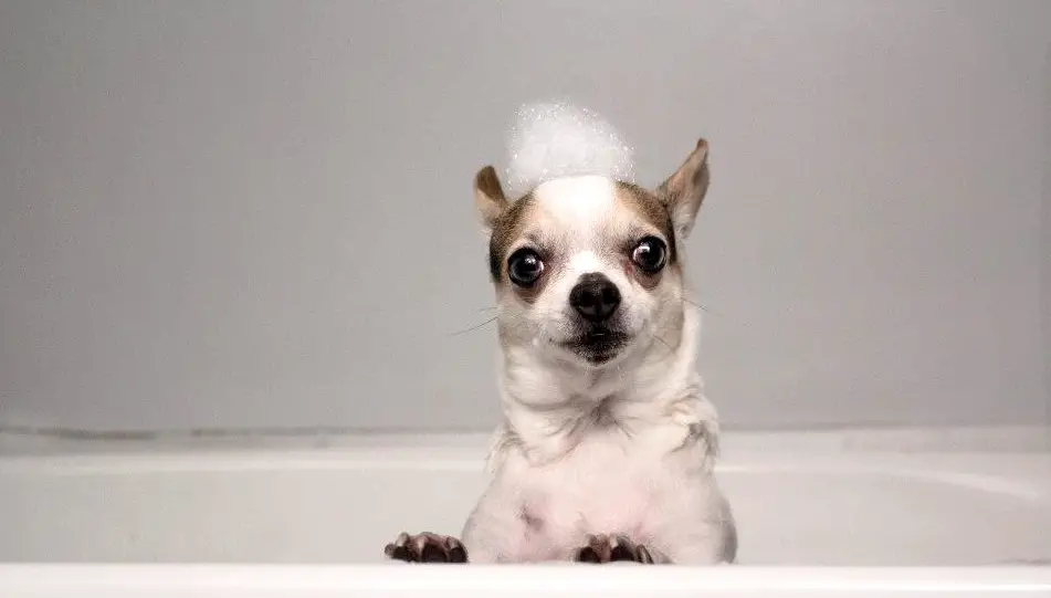 Chihuahua bathing