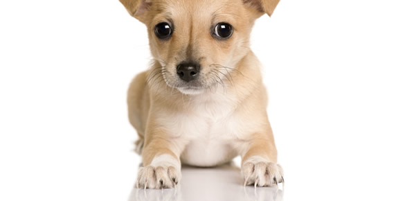Chihuahua Nails - How to cut, trim, clip and care for your Chihuahuas nails