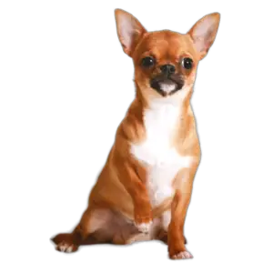 Chihuahua appearance