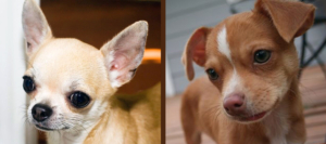 Chihuahua ears