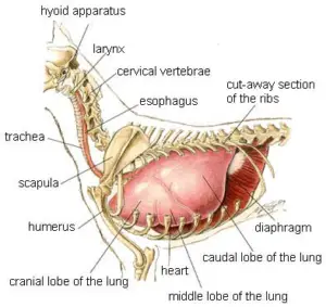 Chihuahua Respiratory System Diseases