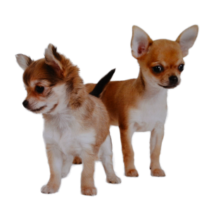 different types of chihuahua