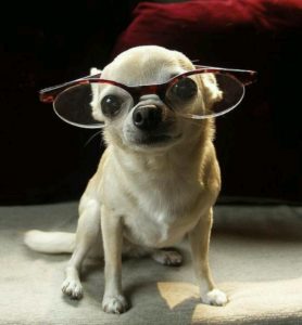 Chihuahua intelligence