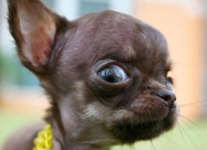 Chihuahua Eyes & tearing - How to clean and care for a ...