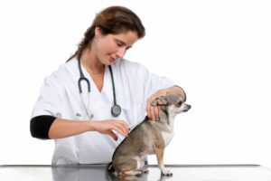 Chihuahua Vaccine