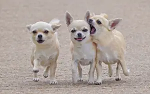 Chihuahua breeders