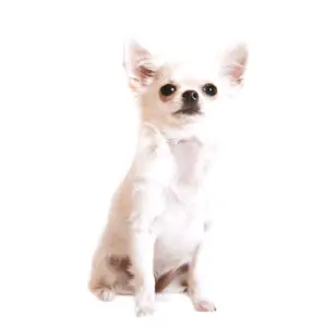 Chihuahua diseases