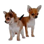 Different types of Chihuahuas - Deer, Apple, Fawn, Teacup, long & short
