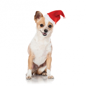 santa hat for dogs